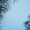 Rainbow Squared, Year 5, Piece Forty-Seven: 47. Black White Blue. A stop-motion photo animation loop of snow falling through trees silhouetted by the sky, slightly colorized so that the white sky is tinged with blue.