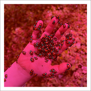 Rainbow Squared Series Six 07. Red Black White. A photo of a child’s hand palm facing up covered in hundreds of live ladybugs with the outlines of the ladybugs traced on top