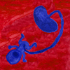 Rainbow Squared, Year 5, Piece Forty-Five: 5. Red Blue. An animated loop on a flat red inky background. A flat blue image of a screaming baby attached to placenta pops up and rotates, eventually staying on screen until there are four in a complete circle constituting a new shape that shrinks and then pops up around the screen in a grid. The small shape then dances between the gaps in the grid, filling the screen and then creating new grids on the screen, eventually reducing to just one shape and expanding back to the original size and looping.