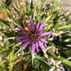 Rainbow Squared, Year 5, Piece Sixteen: 27. Green Purple. An animated photo loop of a purple salsify or tragopon or Jerusalem star flower bopping in the breeze.