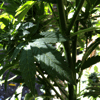 Rainbow Squared Year 5, Piece Thirty-Three, 28. Green Black White. A stop motion photo animation of a close-up of a cannabis plant outside with the sun casting light and shadow on a leaf that flickers in the breeze.