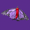 Year 5, Piece Ten: 36. Red Purple. A purple background with a red chili pepper that grows purple monarch butterfly wings that fade in and out. Gevurah.